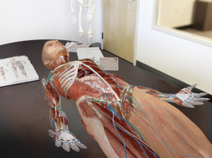Human Anatomy Atlas 2020: Complete 3D Human Body 12