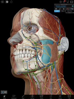 Human Anatomy Atlas 2020: Complete 3D Human Body 14