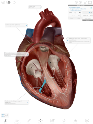 Human Anatomy Atlas 2020: Complete 3D Human Body 15