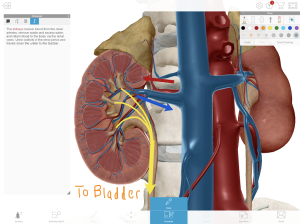 Human Anatomy Atlas 2020: Complete 3D Human Body 22