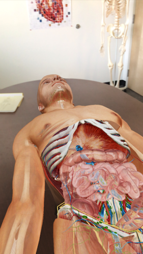 Human Anatomy Atlas 2020: Complete 3D Human Body 5